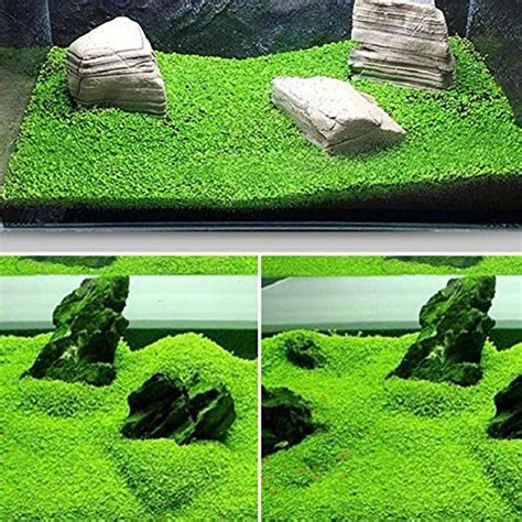 Small Leaf Aquarium Plant Seeds | Fish Tank Carpet Grass Live Aquatic