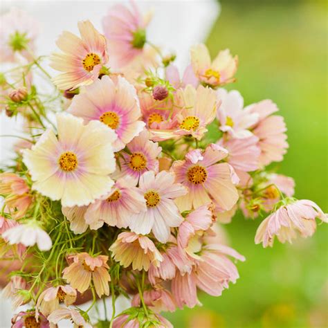 Cosmos 'Apricot Lemonade' Seeds – Garden Mithra