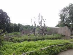 ZooLex Exhibit - Chimpanzees