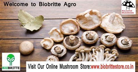 Organic Mushroom, Mushroom Spawn Supplier and Mushroom Training ...