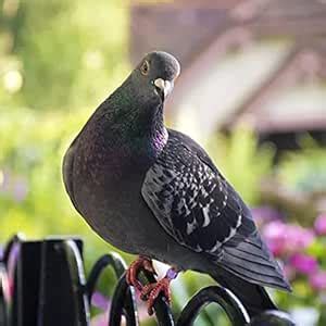 Buy Macaso 12x Pigeon Leg Foot Rings Reusable Bird Dove for Poultry ...