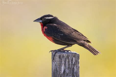 Image result for Class 10 Science Chapter 8 by Success CDs