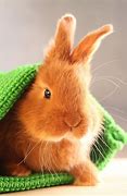 Image result for Cutest Bunny Rabbits