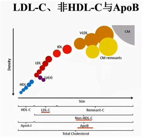 GW-ICC 2020 | 彭道泉：LDL-C、非HDL-C、ApoB：哪一个才是最佳降脂干预靶点？-搜狐大视野-搜狐新闻
