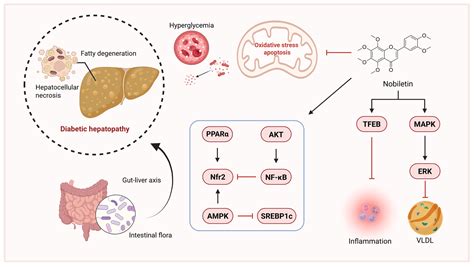 Potential and Mechanism of Nobiletin in Diabetes Mellitus and ...