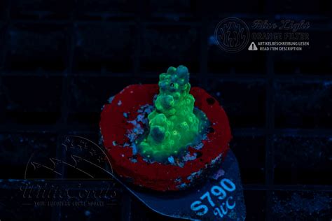 Acropora Green Staghorn (WWC)(Filter)-SPS_240520_011