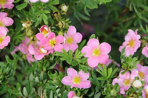 Potentilla fruticosa Pink Beauty - Pépinière Locas