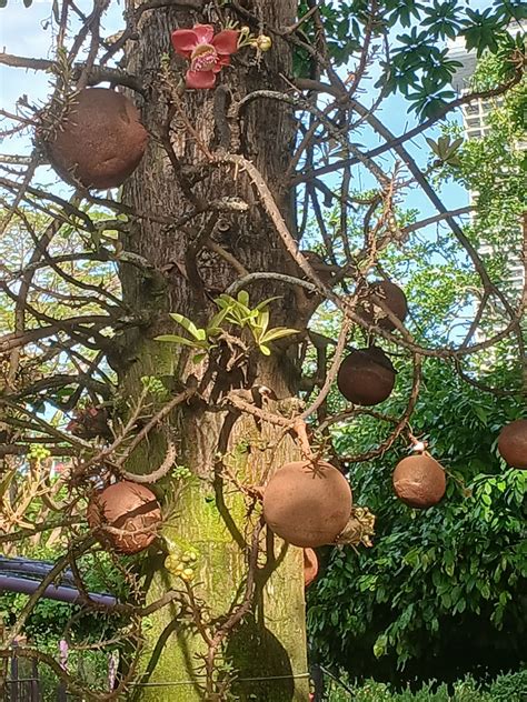 #resilience #growthmindset #wellbeing #education #cannonballtree # ...