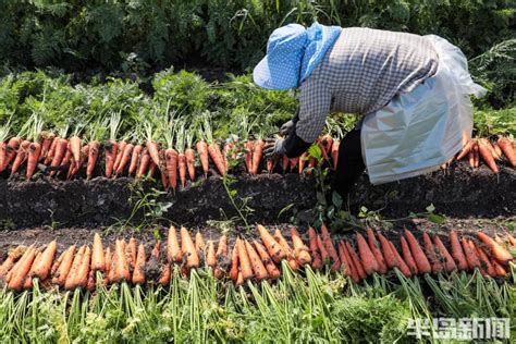 胡萝卜喜获丰收！莱西、即墨等地亩产过万斤 超六成出口-半岛网