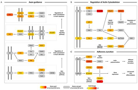 Transcriptome Response of Female Culicoides sonorensis Biting Midges ...