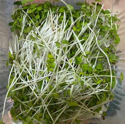 Turnip Microgreens – Supermunch