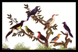 Seven Birds Fine Art Print - Religious posters in India - Buy art, film ...