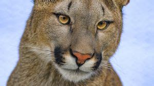 Puma wallpapers hd, desktop backgrounds, images and pictures