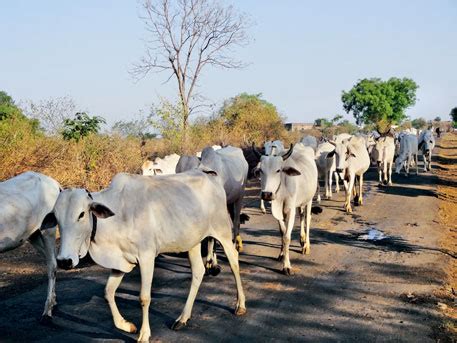 Conservation and Promotion of Indigenous Cow Breeds | Mera Bharat Mahan ...