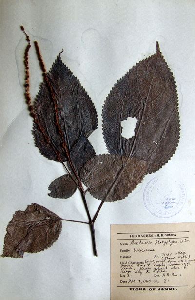 boehmeria_platyphylla