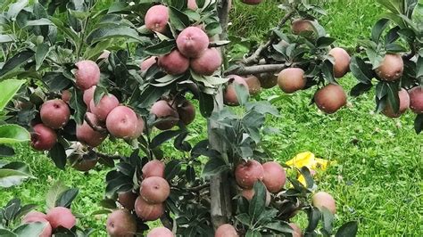 Uttarakhand's apple orchards shrink as climate change hits India's ...