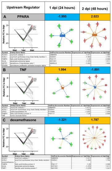 An Optimized Comparative Proteomic Approach as a Tool in ...