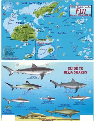 Buy Fiji Map & Guide to Beqa Sharks Franko Maps Laminated Fish Card ...