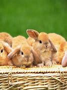 Image result for Bunnies Wallpaper High Def
