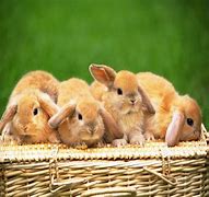 Image result for Cute Fuzzy Bunnies