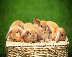 Image result for Cute Fluffy Bunnies