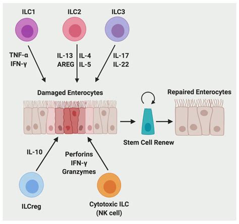 The Role of Immune Cells and Cytokines in Intestinal Wound Healing