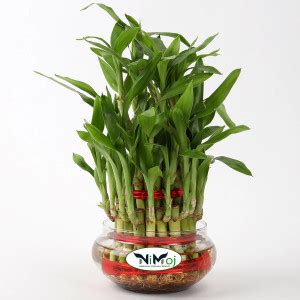 NiMoj Three Layer Bamboo Plant Price in India - Buy NiMoj Three Layer ...
