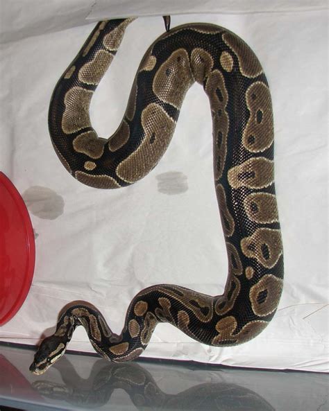 Image result for Ball Python India