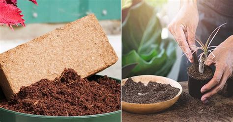 Nursery garden - Bio Substrates