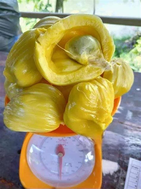 Phet Damrong" Jack Live Plant (Artocarpus heterophyllus) – veliyathgardens