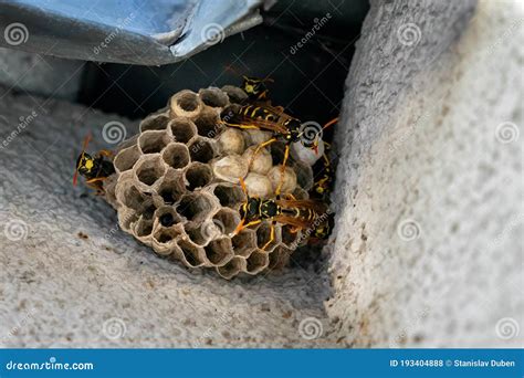 European Paper Wasp. Nest with Starting Colony Stock Photo - Image of ...