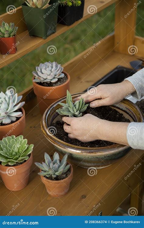 Planting Succulent Plants stock photo. Image of flora - 208366374