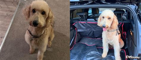 Labradoodle Size Chart: Weight, Height & More