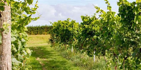 Zest Singles Pebblebed Vineyard tour, wine tasting and cheese ...