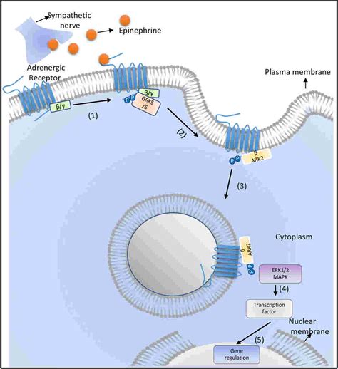 Epinephrine Signaling Pathway- An Overview - BOC Sciences