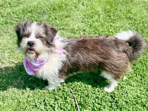 MargoRita - Adopted | Petfinder