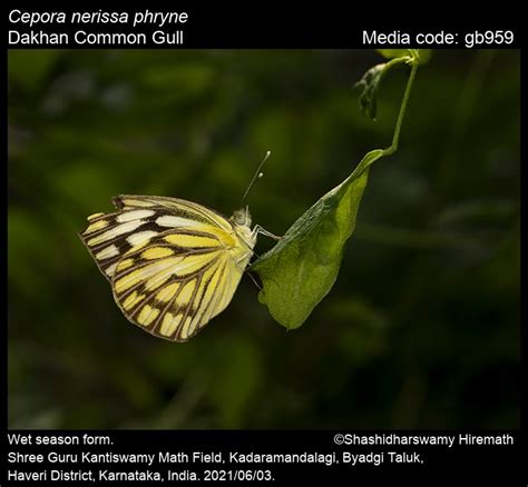 Cepora nerissa | Butterfly