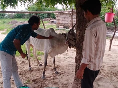 Lumpy plague in 842 villages of 14 talukas in Banaskantha district, 608 ...