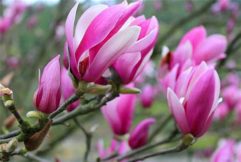 玉兰花的花语是什么?玉兰花的寓意和象征-花木行情-中国花木网