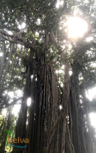 Mahim Fort – Historical Fort near Kelva Beach, Palghar