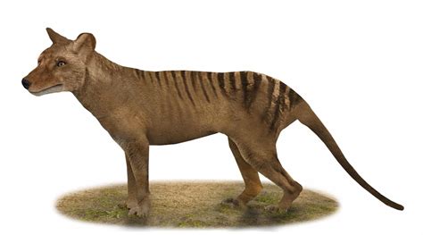 Los restos del último tilacino estaban en un armario