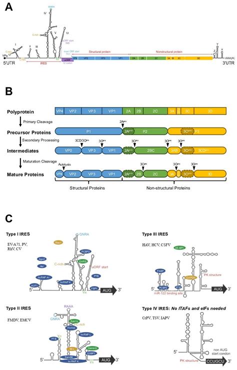 Insight into The Life Cycle of Enterovirus-A71[v1] | Preprints.org