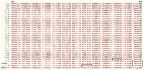 Evolution of matK Gene among the Elite Tea Clones (Camellia sinensis ...