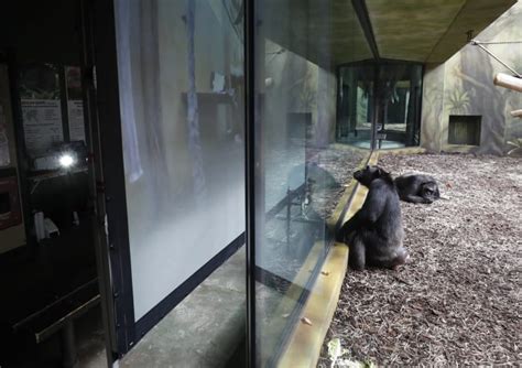 Chimpanzees at Czech zoo get screen time amid virus lockdown