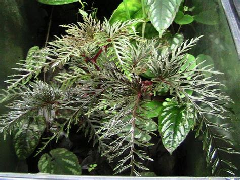 Begonia bipinnatifida