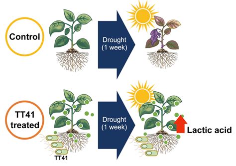 Metabolomics Reveals Lysinibacillus capsici TT41-Induced Metabolic ...