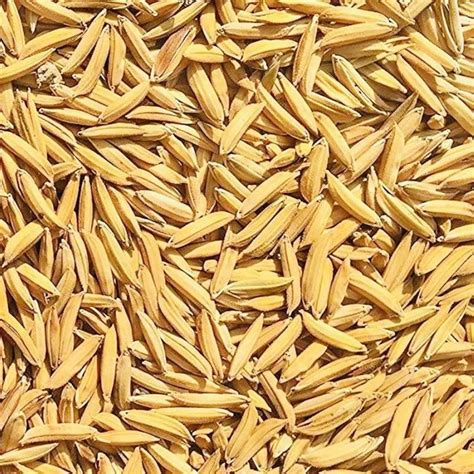 Sakshi Farms Pusa Basmati Paddy 1509, Rice Seeds for Sowing, Farming ...