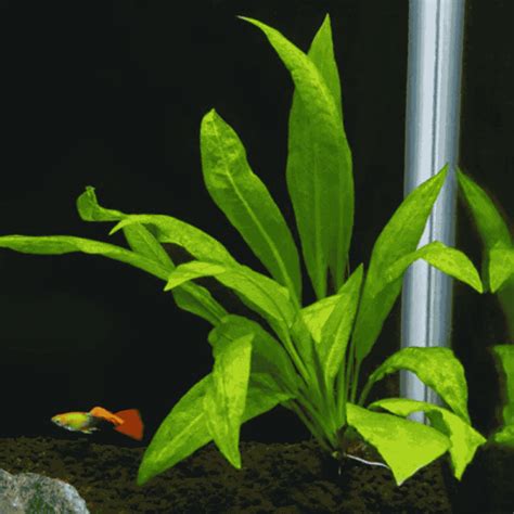 Amazon Sword Aquarium Plant – Echinodorus amazonicus – cloningaquapets