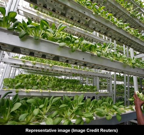 There is room at the top for all you can grow