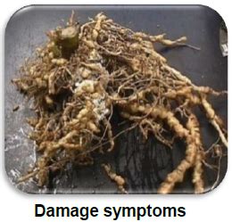 Coriander Insect Pests | Vikaspedia - English - Agriculture